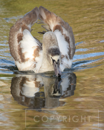 DSC_1509b Juvenile Swan