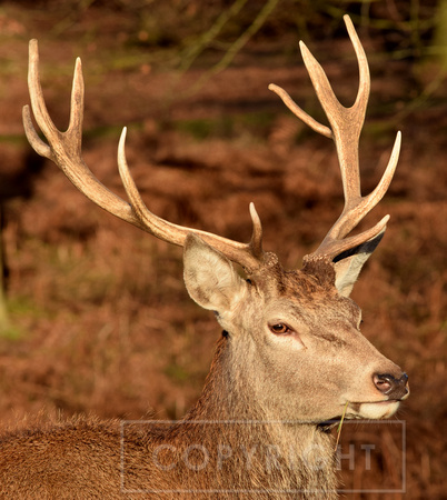DSC_0622antlers