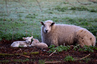 Lambs_20190324_0238