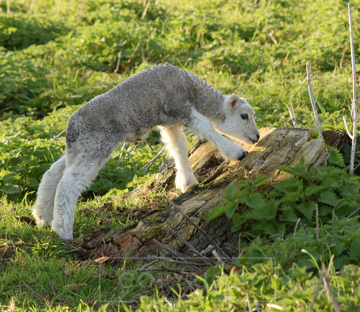 DSC_0423