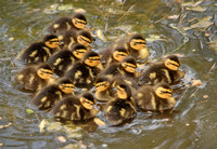 Ducklings_0954_190424
