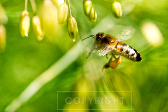 DSC_0669b_honeybee in Asparagus bush