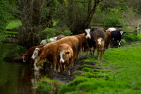 _DSC3762 cow